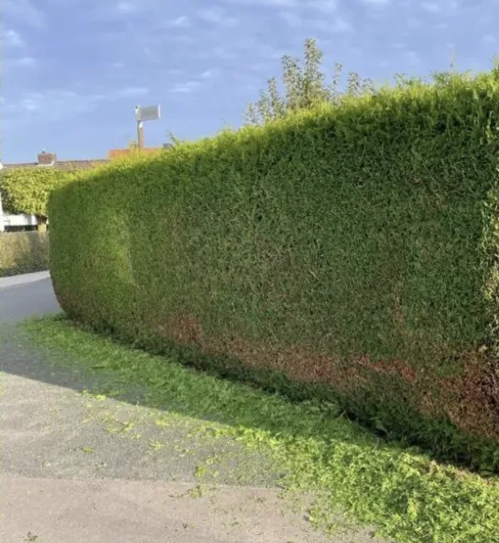 Sauber und gleichmäßig geschnittene Hecke