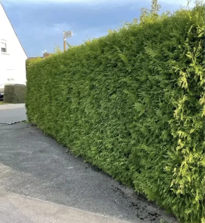 Ungleichmäßig gewachsene Hecke vor dem Schnitt